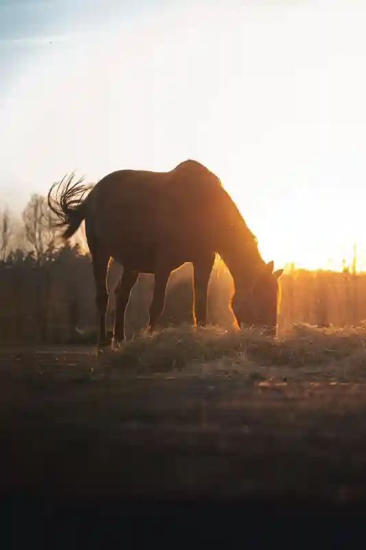 Cavallo