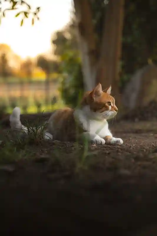 Foto di gatto
